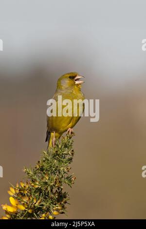 Greenfinch (Carduelis chloris) maschio canto Norwich Norfolk GB UK Aprile 2022 Foto Stock