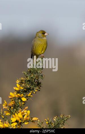 Greenfinch (Carduelis chloris) maschio canto Norwich Norfolk GB UK Aprile 2022 Foto Stock