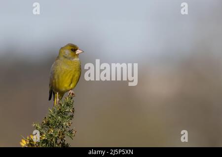 Greenfinch (Carduelis chloris) maschio canto Norwich Norfolk GB UK Aprile 2022 Foto Stock