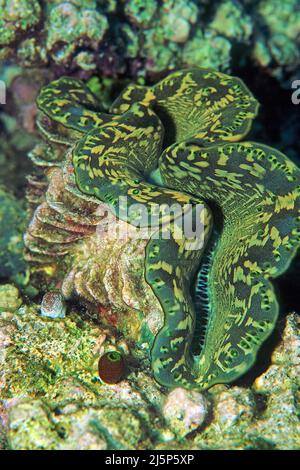 Clam gigante fluted (Tridacna squamosa) in una barriera corallina, Maldive, Oceano Indiano, Asia Foto Stock