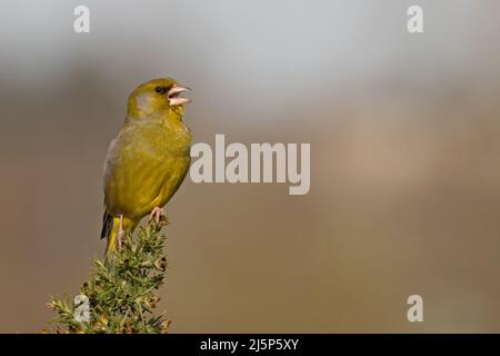 Greenfinch (Carduelis chloris) maschio canto Norwich Norfolk GB UK Aprile 2022 Foto Stock