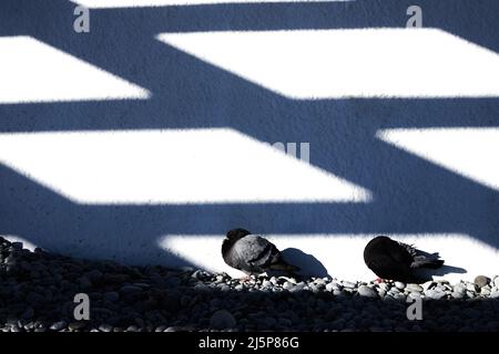 Piccioni e ombre geometriche sul muro. Giorno di sole luminoso. Trama della parete. Vista frontale. Foto Stock