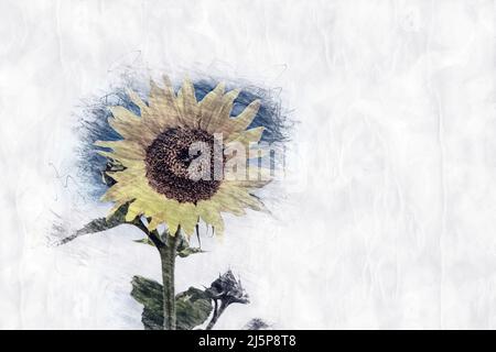 girasole giallo in stile disegno a matita Foto Stock
