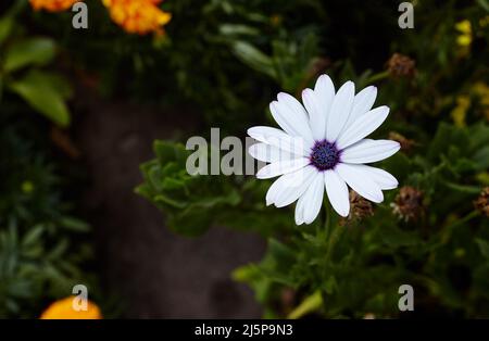 Fiori bianchi africani a margherita, con centro viola scuro. Nome di famiglia Asteraceae o Compositae, nome scientifico Osteospermum Fruticosum. Messa a fuoco selettiva, Foto Stock