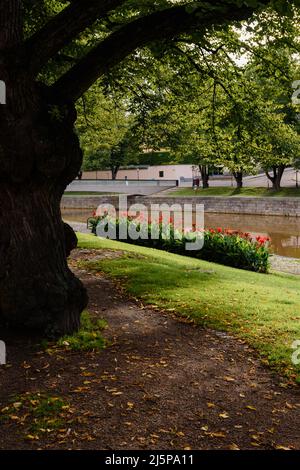 Fiori rossi sotto l'albero lungo il fiume Aura a Turku, Finlandia. Con foglie gialle a terra. Foto Stock