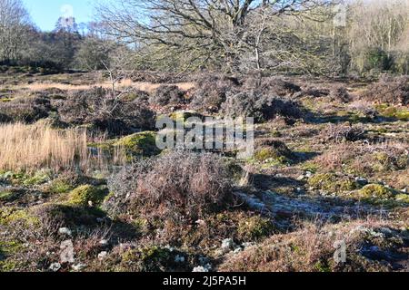 terreno irregolare, wortham ling, suffok, inghilterra Foto Stock