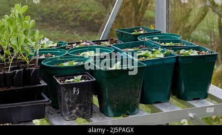 Nella serra non riscaldata, vassoi di semi con Eryngium 'ilver Ghost' Foto Stock