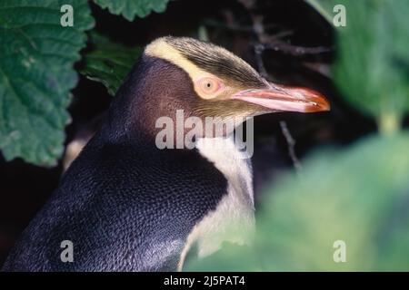 Pinguino dall'occhio giallo (Megadyptes antipodi), nella foresta di rata dell'isola di Enderby nelle isole di Auckland, Nuova Zelanda Foto Stock