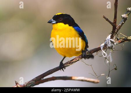 Tanager montano ad alare blu (Anisognathus somptuosus), Venezuela Foto Stock