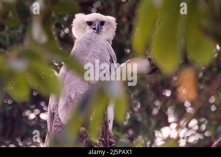 Giovane aquila di Harria (Harpia harryia), Mato Grosso, Brasile Foto Stock