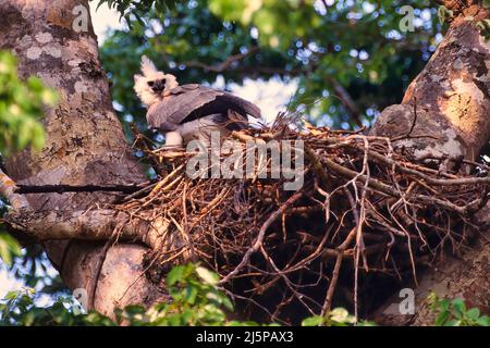 Giovane aquila di Harria (Harpia harryia) nel nido, Mato Grosso, Brasile Foto Stock