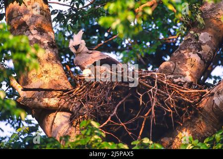 Giovane aquila di Harria (Harpia harryia) nel nido, Mato Grosso, Brasile Foto Stock