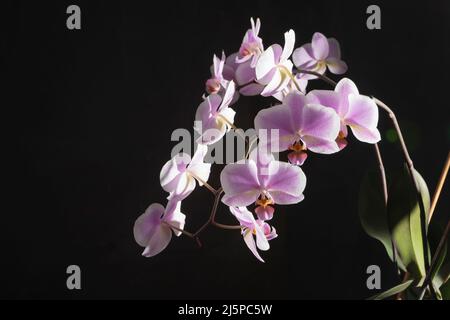 Orchidee boccioli viola-bianco. Orchid su sfondo scuro. Germoglio di phalaenopsis. Un ramo di fiori. Fiore delicato. Posiziona per testo. Spazio per la copia su sfondo nero. Foto Stock