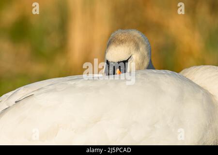 Primo piano immagine di un cigno bianco muto che dorme con il suo becco nascosto in piume sul retro. Una giornata di primavera soleggiata. Sfondo giallo e verde sfocato. Foto Stock
