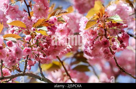Macro close-up graziosi fiori rosa ciliegia fiore in primavera. Stagione Sakura a Dublino, Irlanda Foto Stock