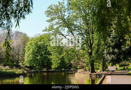 Alberi verdi riflessi su acqua di stagno nel parco nella soleggiata Primavera giorno. Uccelli bianchi e persone irriconoscibili a bordo. Herbert Park, Dublino, Irlanda Foto Stock