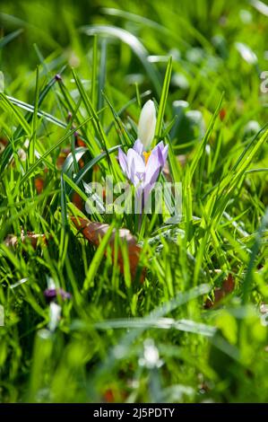 Bella la molla viola crocus su uno sfondo verde Foto Stock