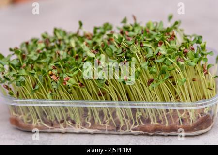 Casa giardino, cibo sano. Semi di lino germogliati microgreens. Foto Stock