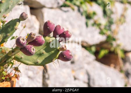 Viola cactus di pera di prickly vicino ad un muro di pietra asciutto in una giornata di sole Foto Stock