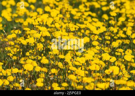 Campo di bellissimi fiori gialli di dente di leone Foto Stock
