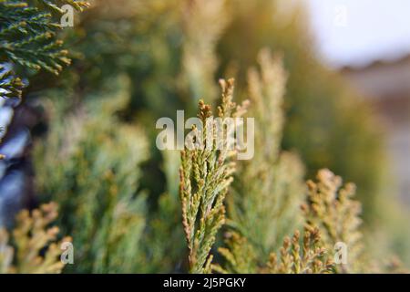 False arborvitae. Thuja occidentalis, cedro bianco settentrionale, cedro bianco orientale, o arborvitae. Il ramo verde e giallo. Il colo verde e giallo Foto Stock