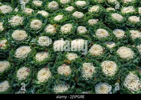 Tappeto liscio denso di grandi teste di cavolo decorativo nel giardino Foto Stock