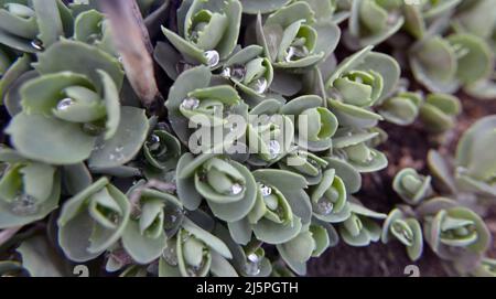 Sfondo verde naturale. Il layout creativo delle foglie verdi. Foglie di succulente verde con una leggera colorazione. Sedum spectabile, Saxifraga paniculata Foto Stock