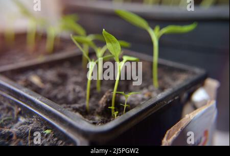 Primo piano di piantine di peperoni o paprika che crescono in un contenitore a blocchi. Le piantine hanno appena cominciato a crescere con appena una vista lascia. Backgro sfocato Foto Stock