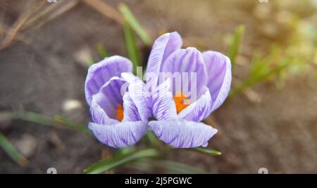 Crocus fiorisce la bella mattina con la luce del sole nella foresta nel mese di aprile. Croci viola in fiore, fiore di primavera. Sfondo naturale con fioritura v Foto Stock
