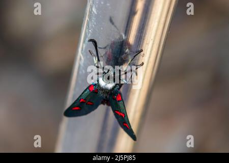 Zygaena lavandulae, 5 Spot Burnett Moth Foto Stock