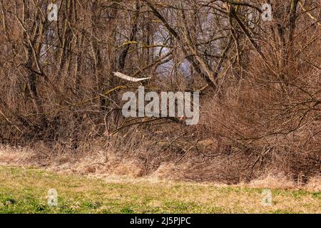 I danni causati dalla tempesta e dal vento agli alberi sono comuni in un'area boschiva protetta Foto Stock
