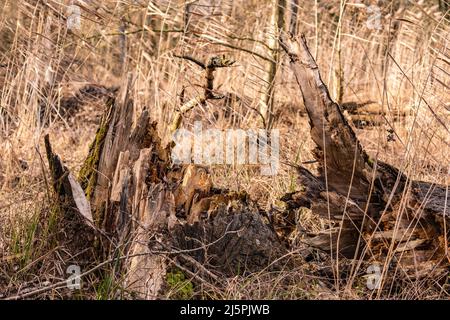 Un uragano forte ha rotto un grande albero come un bastone di raccolta Foto Stock