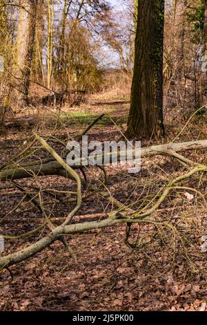 Una forte tempesta semplicemente spezzò rami di un grande albero e bloccava un sentiero escursionistico Foto Stock