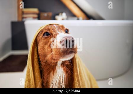 Cane bagnato dopo doccia avvolto in asciugamano in bagno. Bagno di Nova Scotia Duck Tolling Retriever. Foto Stock