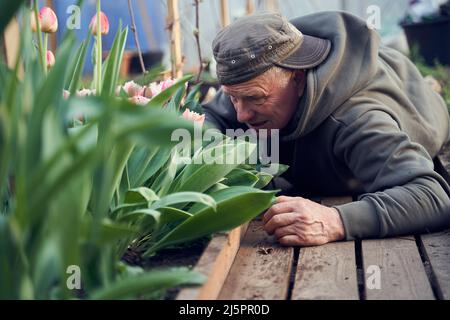 Vecchio che guarda i tulipani di rosa in crescita nella sua serra. Si trova sul pavimento in legno. Foto Stock