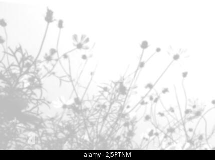 Sfondo estivo dall'ombra di un rametto di erba campo su un muro bianco. Bianco e nero per foto o mockup. Foto Stock
