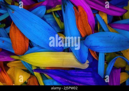 Pedali colorati a margherita con fiori accatastati insieme Foto Stock