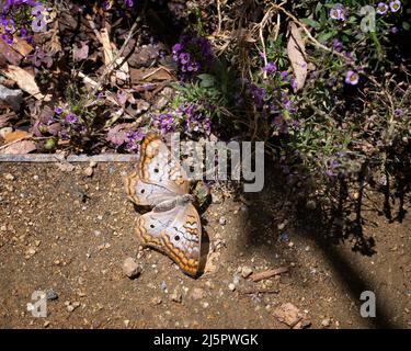 Una farfalla di pavone bianco (Anartia jatrophae) si solbata sul terreno. Foto Stock