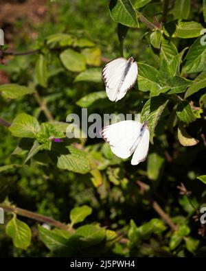 Un primo piano di un paio di farfalle del Grande Bianco Meridionale (Ascia monuste) arroccate in un arbusto. Foto Stock