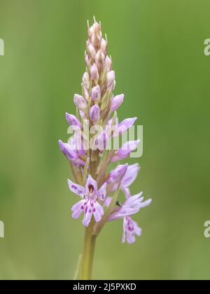 Orchidea spotted comune, Dactylorhiza fuchsii, Spike fiorente. Norfolk Giugno Foto Stock
