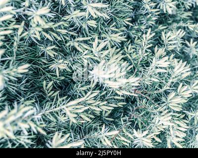 Juniper riprese fresche da vicino Foto Stock