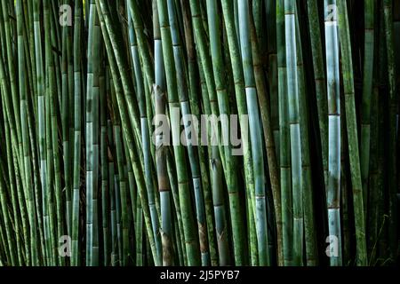Tropical Blue Bambù albero stocchi (Bambusa chungi) - foto di scorta Foto Stock
