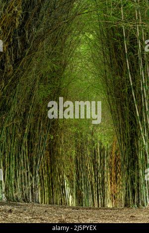 Sentiero tra alberi di bambù nella foresta , Armenia regione, Colombia, Sud America Foto Stock