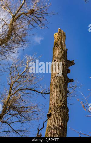Una tempesta ha causato molti danni in una foresta Foto Stock