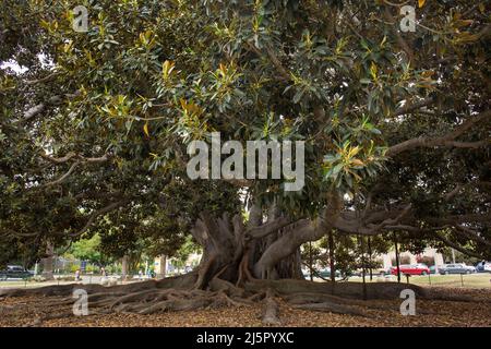 Vista ravvicinata di un albero di fichi centenario a Balboa Park, San Diego Foto Stock
