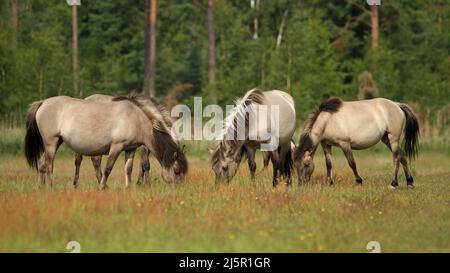 Piccola mandria di cavalli selvatici - Equus ferus - pascolo in riserva naturale a Marielyst, Danimarca Foto Stock