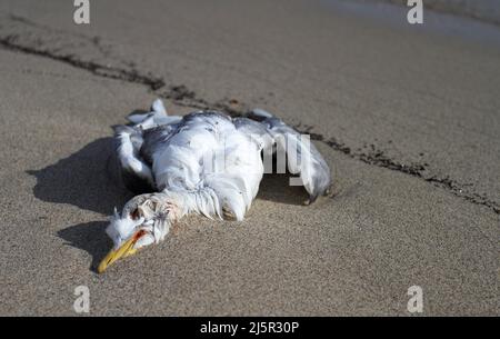 Gabbiano morto su sdraiato su una spiaggia di sabbia. Disastri ambientali e fauna selvatica. Foto Stock