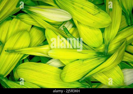 Pedali colorati a margherita con fiori accatastati insieme Foto Stock