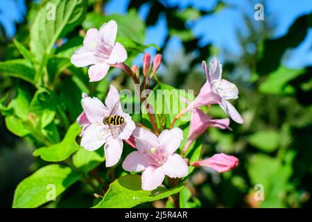 Primo piano di delicato bianco Weigela florida pianta con fiori in piena fioritura in un giardino in una soleggiata primavera giorno, bella esterna sfondo floreale pho Foto Stock