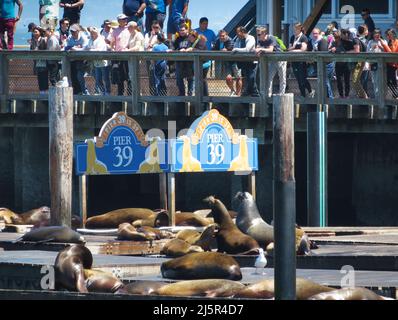 USA, San Fransisco - Pier 39 è un centro commerciale e popolare attrazione turistica costruito su un molo a San Francisco, California. Al Molo 39, ci sono un Foto Stock
